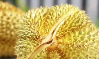 甲仑榴莲的特点是什么